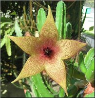 Stapelia unicornis